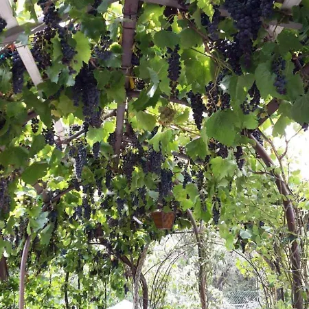 Ledenice, Novi Vinodolski 40867 아파트